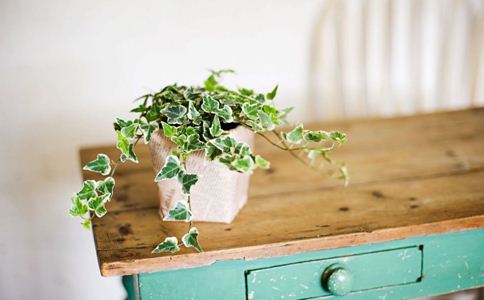 孕婦能養花嗎 孕期養花的禁忌 孕婦適合養什麼花