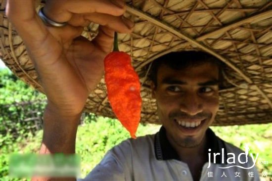 印度農民展示阿薩姆邦出產的“斷魂椒”