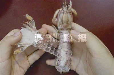 中學女生發明剝蝦神器專治皮皮蝦 生蝦蛄怎麼剝