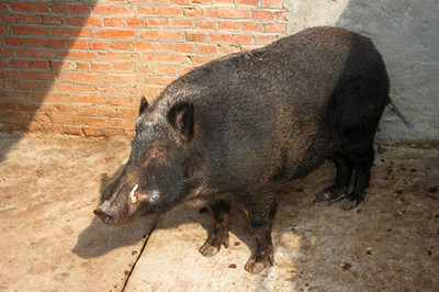 網紅豬售價近萬元重600公斤 活豬多少錢一斤