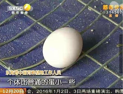 越南東濤雞粗腿雞身價一萬五 東濤雞多少錢一斤有何營養