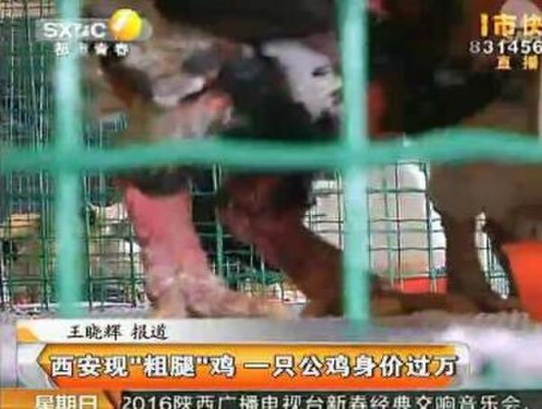 越南東濤雞粗腿雞身價一萬五 東濤雞多少錢一斤有何營養