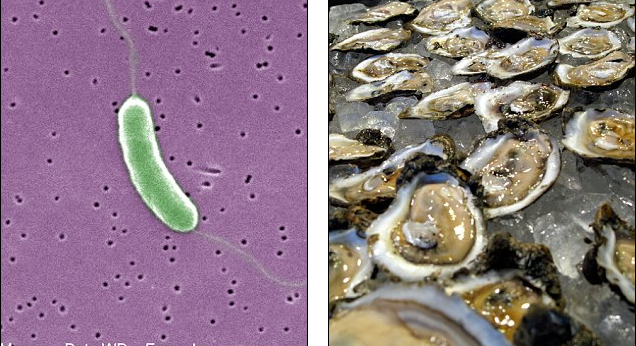 圖片：致命的細菌以及其藏身地