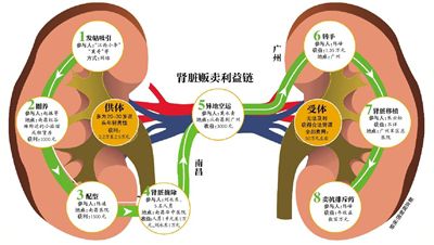 販腎團夥圈養40人摘腎販賣摘腎後圖片 腎在身體哪個部位圖片