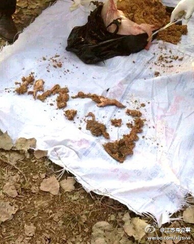 江蘇2歲男童被母豬咬死吃掉血肉模糊現場圖 豬腹中發現孩子頭骨