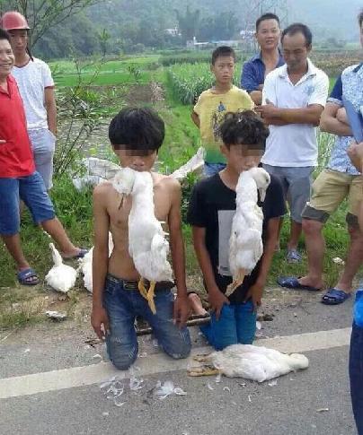 叼死鴨下跪現場照 2少年偷鴨被逮遭村民懲罰下跪