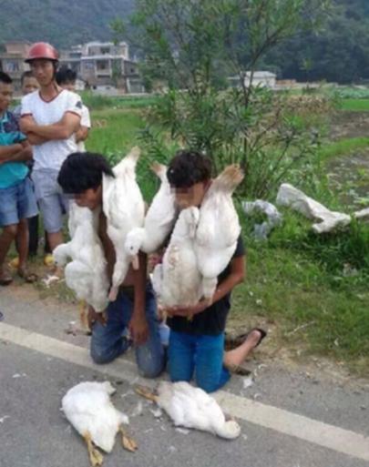叼死鴨下跪現場照 2少年偷鴨被逮遭村民懲罰下跪