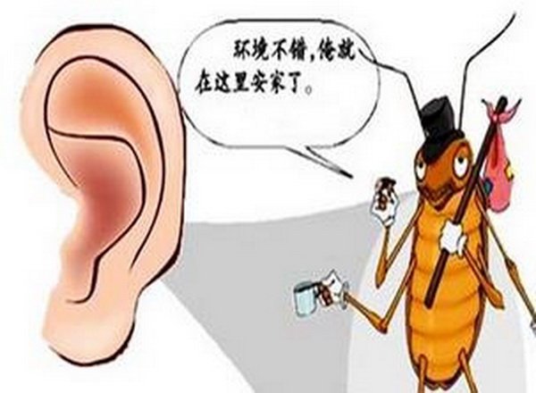 蟑螂爬入男童耳朵視頻呢 怎麼防止蟑螂爬進耳朵