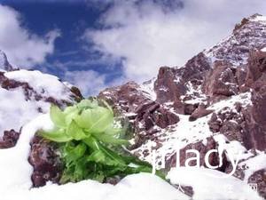 你知道天山雪蓮有什麼美容功效嗎?