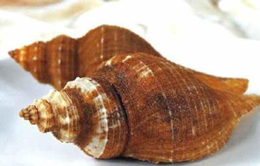 國宴上湯響螺怎麼做好吃 上湯響螺做法大全有何特色及吃法禁忌