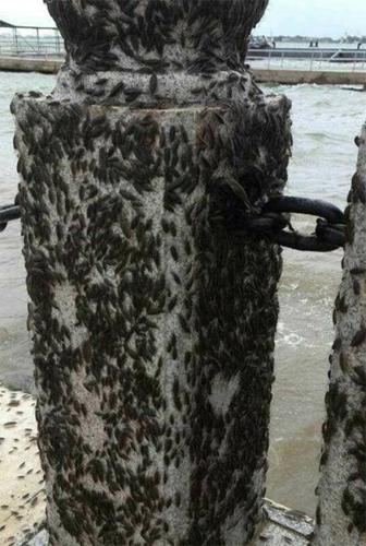 臺風來襲 湛江海邊聚集數以萬計海蟑螂