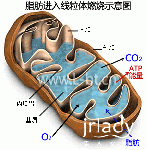 左旋肉堿的減肥效果好嗎？原理？