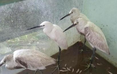 三有保護動物白鷺成招牌菜現場宰殺80元一隻 什麼是三有保護動物