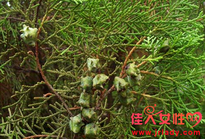 中草藥柏子仁功效有哪些 盤點柏子仁的功效和作用