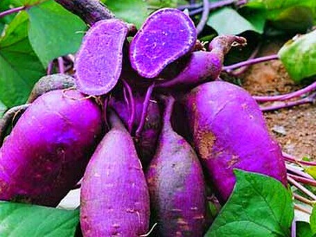 紫薯治療肥胖癥 如何保養卵巢 常吃這些食物