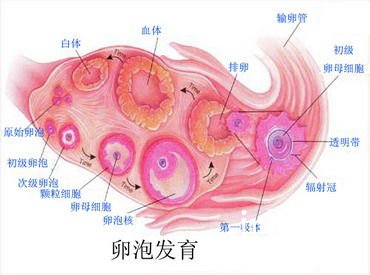 卵泡發育不良有哪些原因和影響