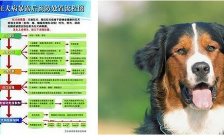 狂犬病潛伏期最長多久有何癥狀如何治療 哪些人容易感染揭6大誤區