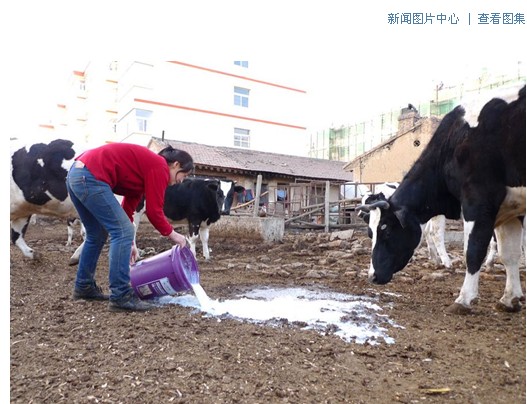 青海奶農傾倒鮮奶因奶價低於礦泉水滯銷 散戶牛奶不合格無人收