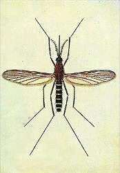 世界蚊子日哪一天 哪個血型招蚊子怎樣防止蚊子叮咬