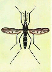 世界蚊子日哪一天 哪個血型招蚊子怎樣防止蚊子叮咬