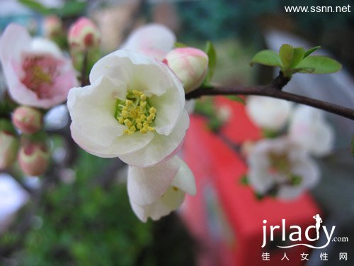 另類花朵減肥法 養眼又瘦身