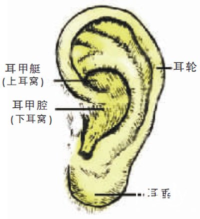 耳朵反應人的性格和疾病