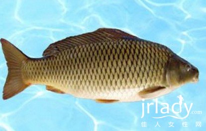 白鰱魚營養分析及食療價值