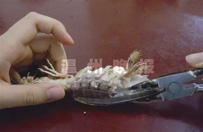 中學女生發明剝蝦神器專治皮皮蝦 生蝦蛄怎麼剝