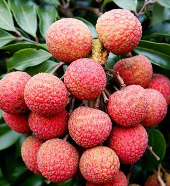 夏季3種當紅水果 孕婦忍忍再吃